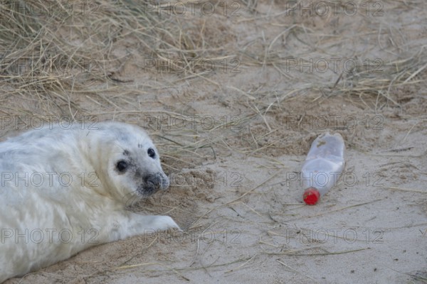 Grey seal (Halichoerus grypus) juvenile baby pup animal resting on a sand dune on a beach in winter