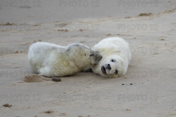 Grey seal (Halichoerus grypus) two juvenile baby pup animals on the sand of a beach in winter,