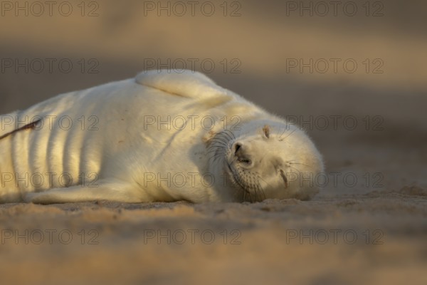 Grey seal (Halichoerus grypus) juvenile baby pup animal sleeping on a sand dune on a beach in