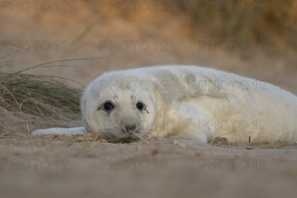 Grey seal (Halichoerus grypus) juvenile baby pup animal resting in a sand dune by a beach in