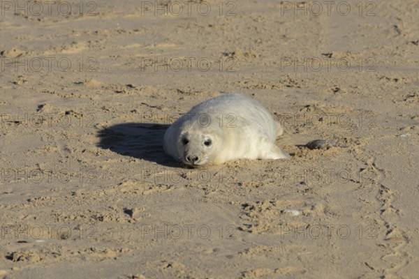 Grey seal (Halichoerus grypus) juvenile baby pup animal on a sandy beach in winter, England, United