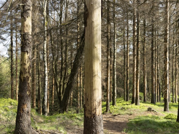 Spruce forest infested by bark beetles, tree trunks with sloping bark, Zittau Mountains, things,