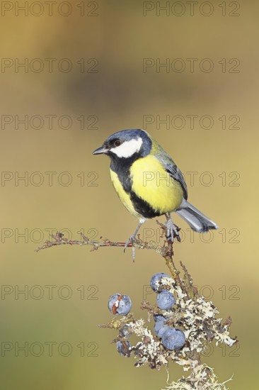 Great tit (Parus major), sitting on a branch in a blackthorn bush, (Prunus spinosa), sloes, with