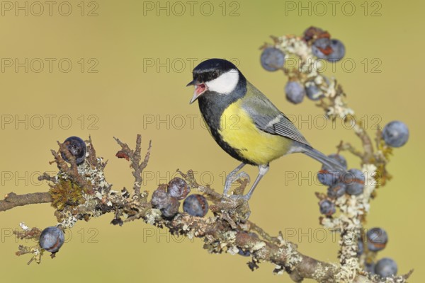 Great tit (Parus major), sitting on a branch in a blackthorn bush, (Prunus spinosa), sloes, with