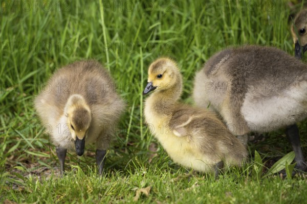 Canada goose (Branta canadensis), chicks in a meadow. Lake Mangamahoe, North Island, New Zealand