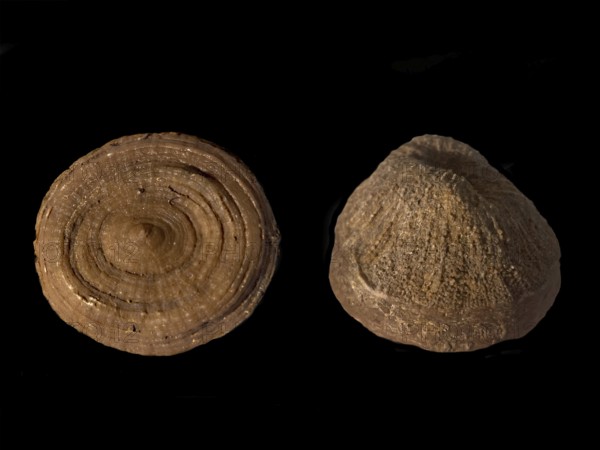 Fossil coral, petrification, Cunnolites sp., fossil, chalk, Santonium, Gosau layers, around 80