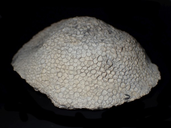 Fossil coral, petrification, Favorites spec., fossil, Silurian around 430 million years old,