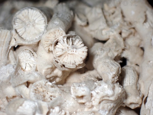 Fossil coral, petrification, Dendrophyllia candelabrum, fossil, Middle Dan, about 60 million years