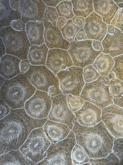 Hexagonaria hexagona, polished, polyp, coral polyp, fossil coral, fossilization, Devonian, Middle