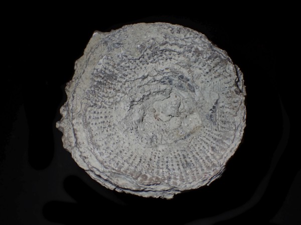 Fossil coral, petrification, cystiphyllum tenue, fossil, siluric around 430 million years old,