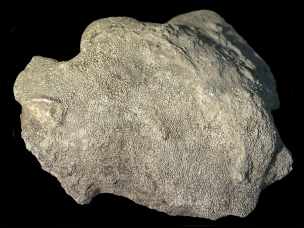 Fossil coral, petrification, Heliolites spec., fossil, Silurian about 430 million years old,