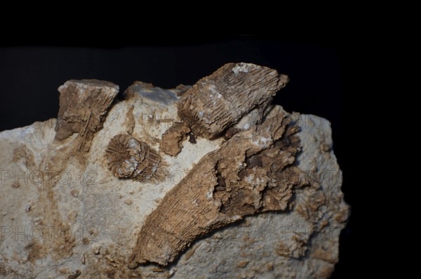 Fossil coral, petrification, Thecosmilia trichotoma., fossil, Malm, Jura, around 150 million years