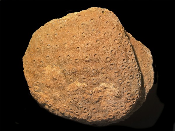 Fossil coral, petrification, Phillipsastrea cf. pineapple, fossil, Devonian around 360 million
