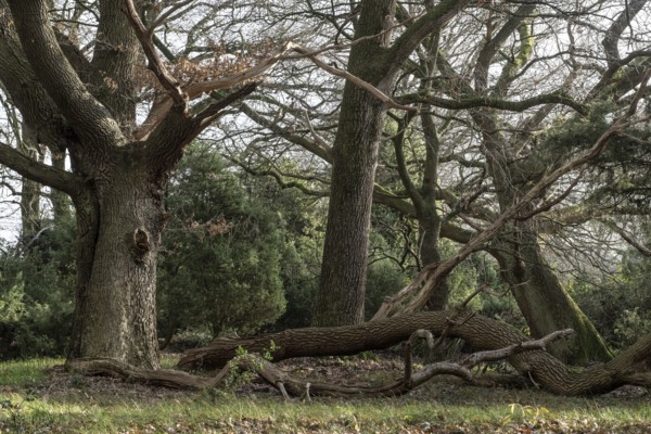 Old hut oaks (Quercus robur) and junipers (Juniperus communis), Meppener Weide, Emsland, Lower