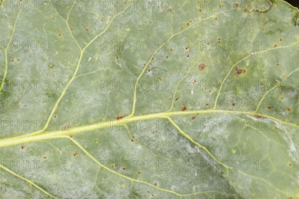 Sugar beet (Beta vulgaris) leaf with Rust (Uromyces betae) and Powdery mildew (fungal plant