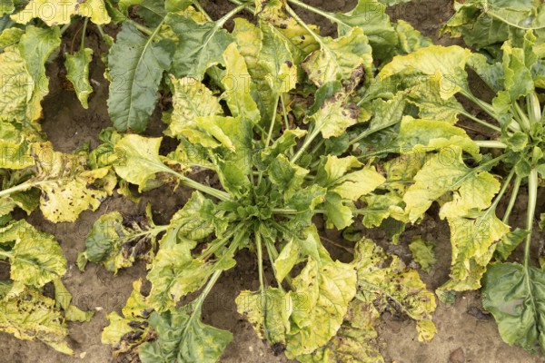 Sugar beet (Beta vulgaris) crop plants in a farm field infected with virus yellows plant pathogen,