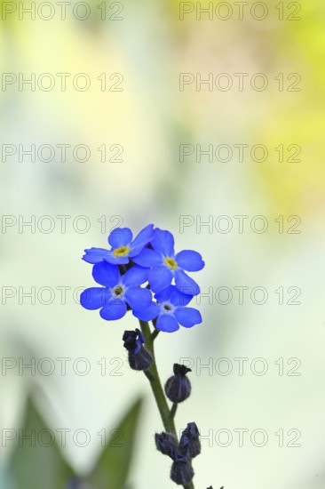 Marsh forget-me-not (Myosotis palustris), true forget-me-not in bloom in spring, close-up,