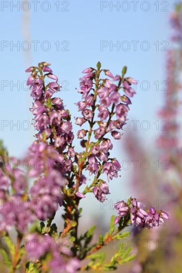 Flowering heather (Calluna vulgaris), heather, Trupacher Heide nature reserve, Siegen, North