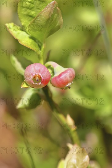 Blueberry blossom (Vaccinium myrtillus), European blueberry, blueberry, wild blueberry (Vaccinium