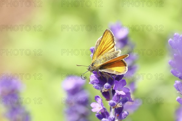 Large skipper (Ochlodes venatus), collecting nectar from a flower of Common lavender (Lavandula