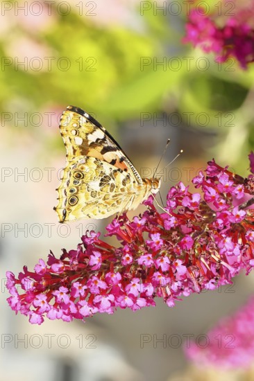 Thistle butterfly (Vanessa cardui) on a flower of the butterfly bush (Buddleja davidii), butterfly