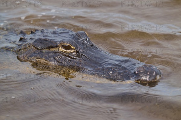 Close-up of an alligator head in water with visible skin texture, American alligator (Alligator