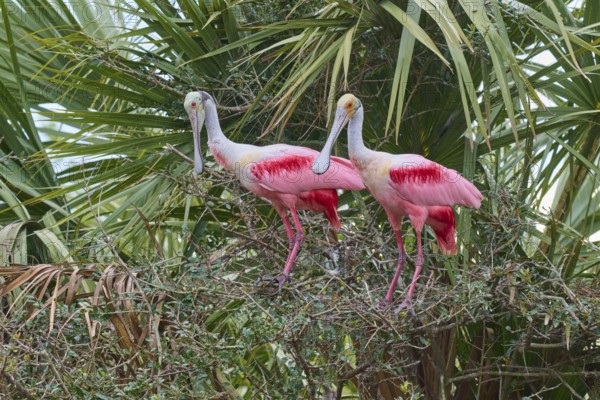 Two pink birds are perched on branches of dense bushes, Roseate Spoonbill (Ajaja ajaja), spring,