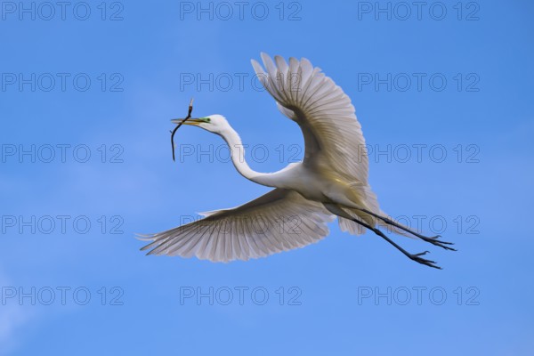 A magnificent bird flies with a branch through the blue sky, Great Egret (Egretta alba), spring,