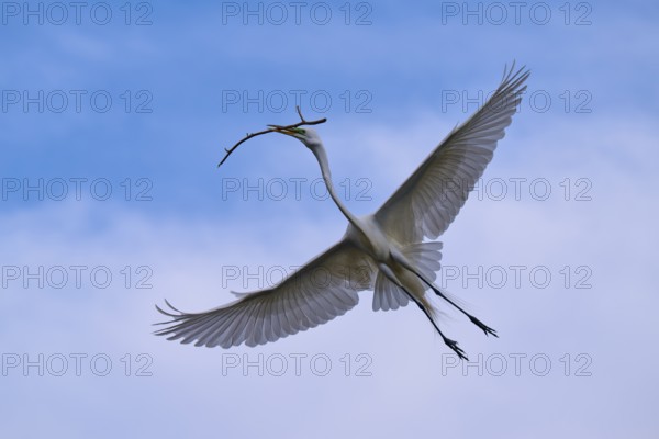 A bird with outstretched wings carrying a branch in the blue sky, Great Egret (Egretta alba),