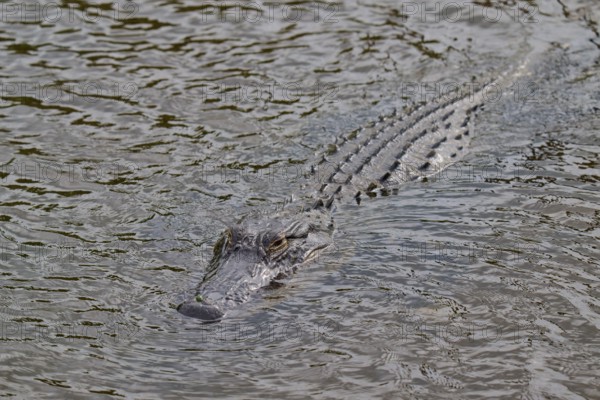 An alligator swimming just below the water surface and approaching, American alligator (Alligator
