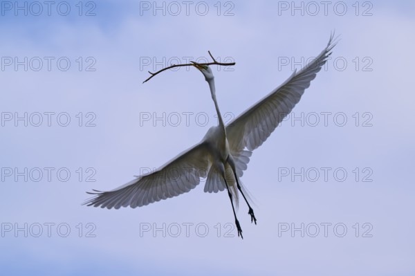 A magnificent bird flies through the clear sky with a branch in its beak, Great Egret (Egretta