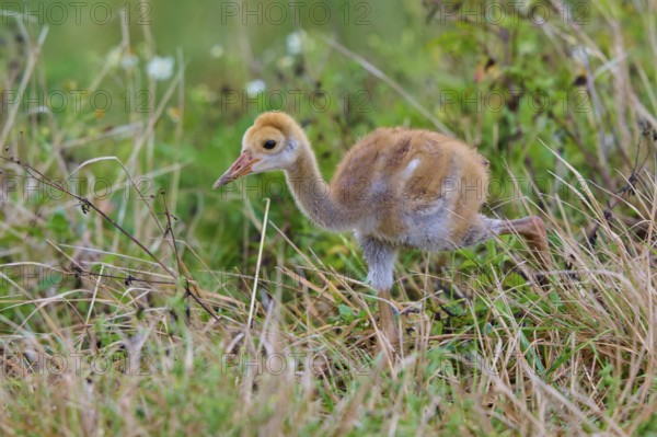 Young chick with brown fluff running through the grass of a natural environment, Canada cranes or