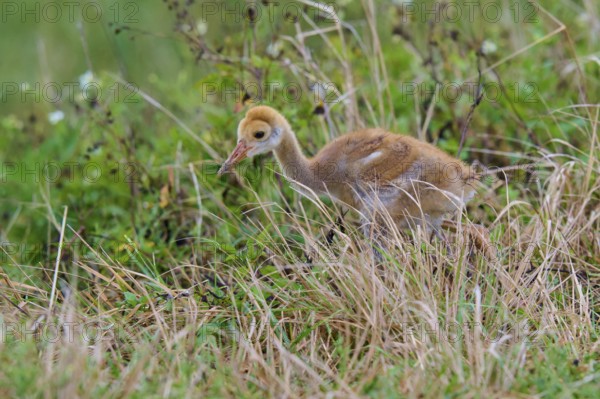 Chicks with brown fluff in the grass of a natural environment, Canada cranes or Florida cranes