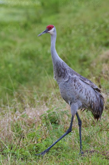 Crane with red head standing in the green grass of a natural environment, Canada cranes or Florida