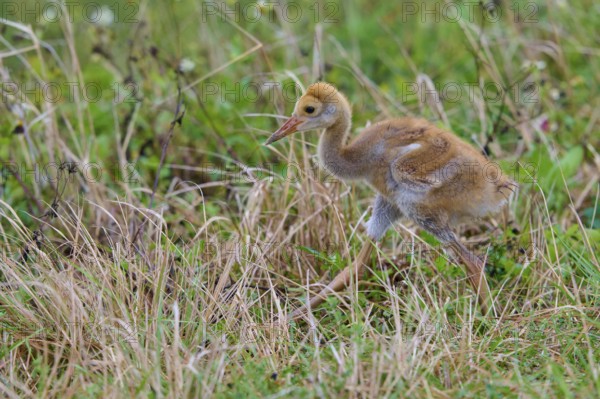 Young chick with brown fluff exploring the grass in a natural environment, Canada cranes or Florida