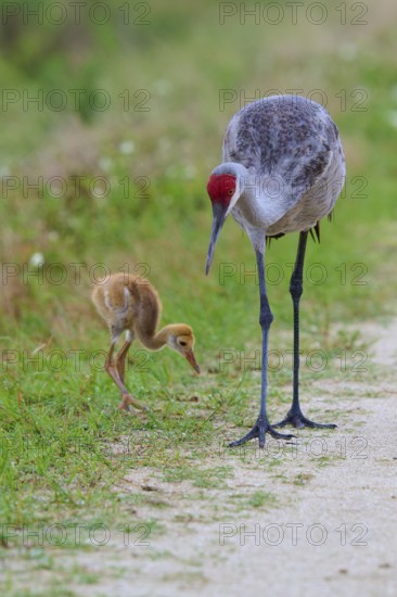 The crane and the chick are attentively searching for food along the wayside, Canada cranes or