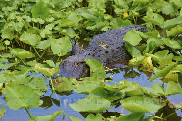 An alligator in the dense green foliage by the water, well camouflaged and calm, American Alligator