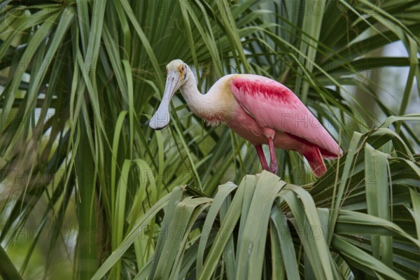 A pink bird peeks out of the palm frond-like leaves, Roseate Spoonbill (Ajaja ajaja), spring,