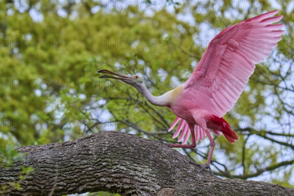 A pink bird spreads its wings to land on a branch, Roseate Spoonbill (Ajaja ajaja), spring, Orlando
