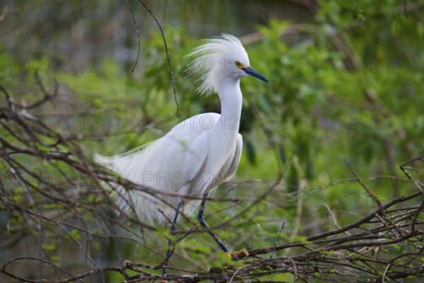 A white heron with conspicuous feathers sits on a branch surrounded by green vegetation, Great