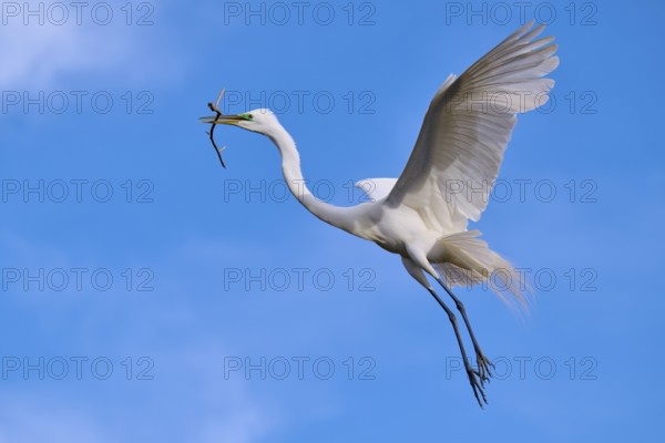 An elegant bird soars into the sky with a branch in its beak, Great Egret (Egretta alba), spring,