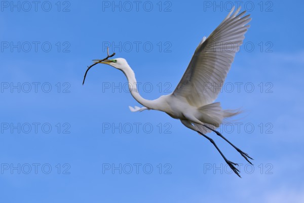 A majestic bird flies with a branch in the wide blue sky, Great Egret (Egretta alba), spring,
