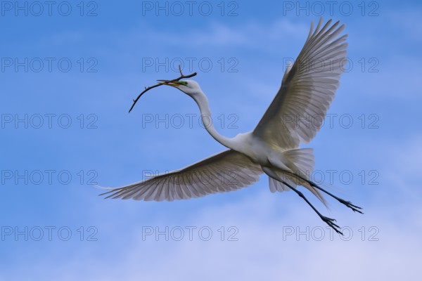A magnificent bird carries a branch through the wide blue sky, Great Egret (Egretta alba), spring,