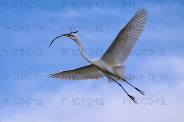 An elegant bird flies with a branch over the wide blue sky, Great Egret (Egretta alba), spring,