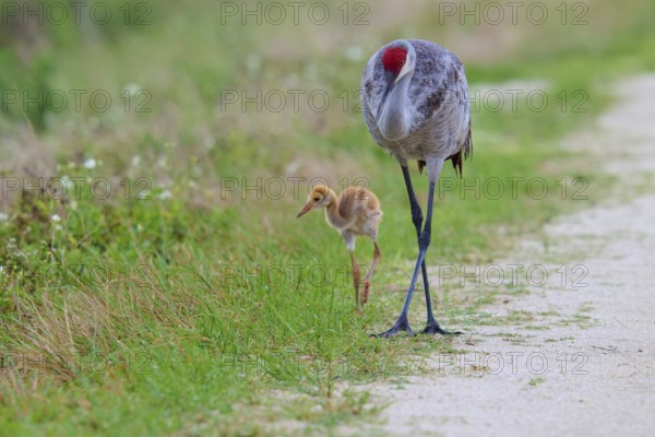 A crane and a chick walking along a rural path in green surroundings, Canada cranes or Florida