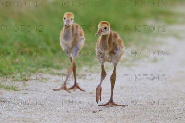 Two fluffy chicks migrate over a sandy path along green meadows, Canada cranes or Florida cranes