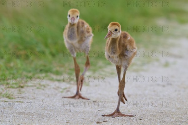 Two fluffy chicks walking curiously on a sandy path with green surroundings, Canada cranes or