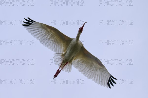 A bird flies majestically in the clear blue sky with outstretched wings, Snowy Ibis (Eudocimus