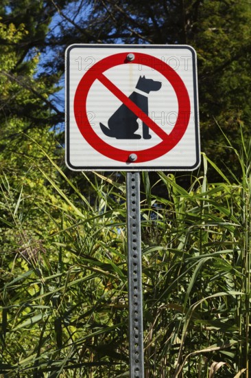 Posted white, red and black pictogram sign warning that dogs are not allowed or forbidden in public