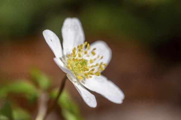 Wood anemone / European thimbleweed (Anemone nemorosa) close-up of white flower showing yellow